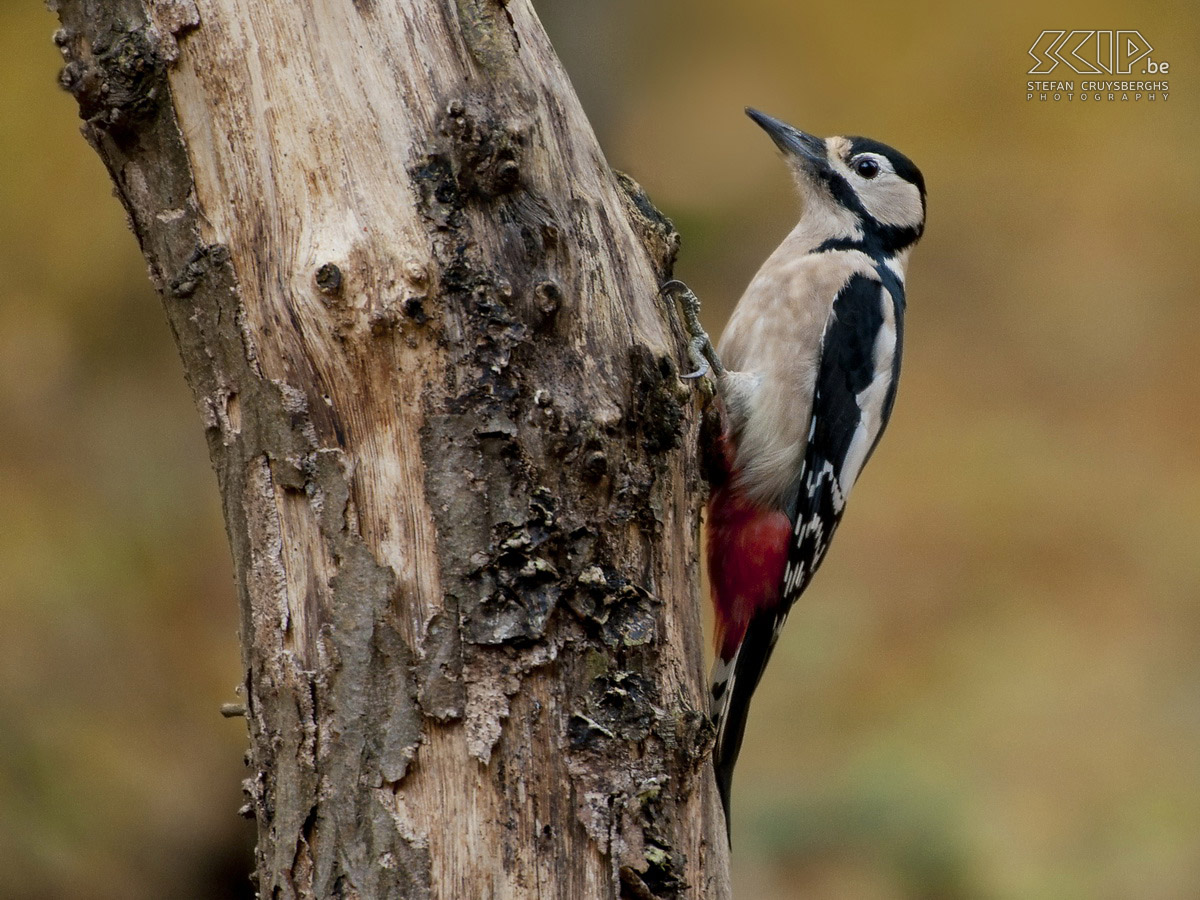 Vogels in de Ardennen - Grote bonte specht Foto's van een weekendje vogels fotograferen vanuit een schuiltentje in Viroinval in de Belgische Ardennen; mezen, vinken, boomkruipers, boomklevers, spechten, ... <br />
<br />
Grote bonte specht (Dendrocopos major)<br />
 Stefan Cruysberghs